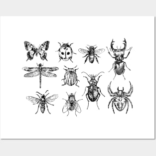 Insect Collection Posters and Art